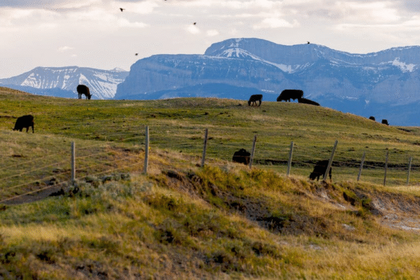 Торговельна політика Трампа