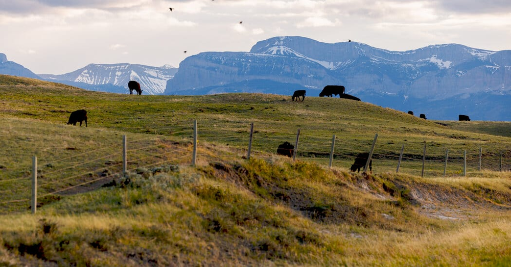 Торговельна політика Трампа