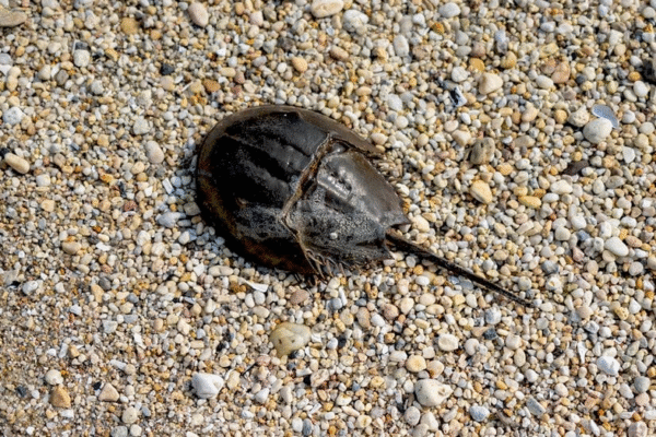 Кінські краби на пляжі