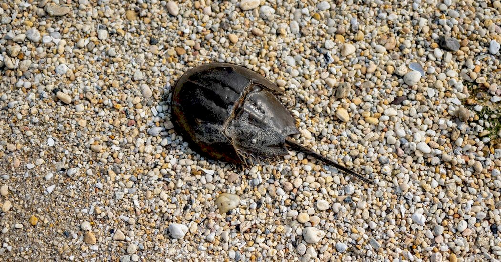 Кінські краби на пляжі