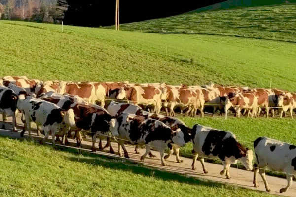 Швейцарські фермери з коровами