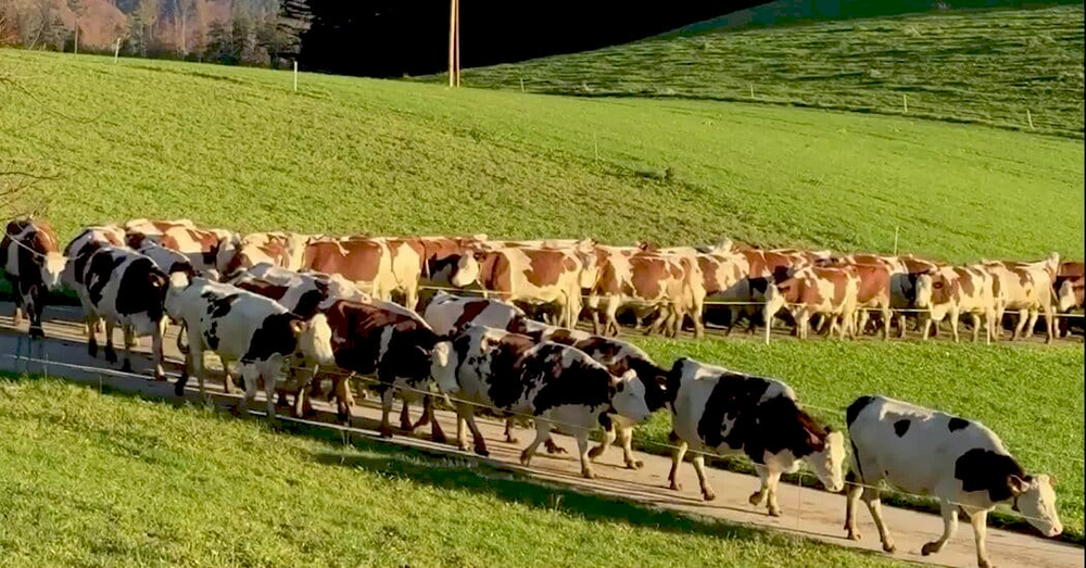 Швейцарські фермери з коровами