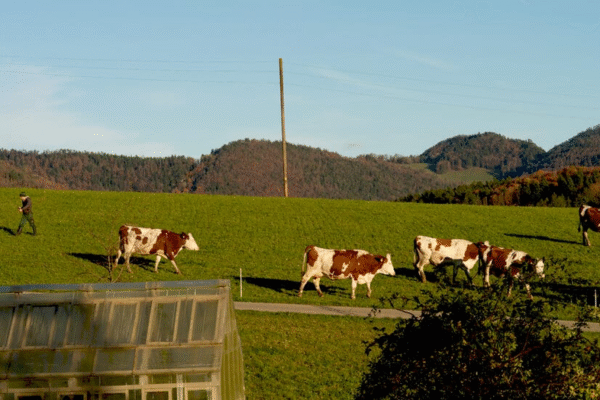 Зниження тарифу на швейцарські товари до США