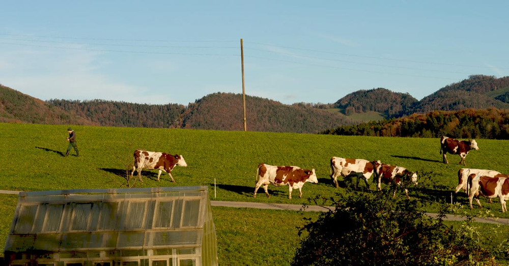 Зниження тарифу на швейцарські товари до США