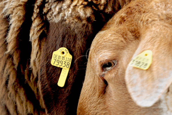 Вівці-гомосексуали на фермі