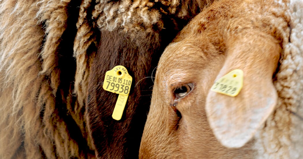Вівці-гомосексуали на фермі