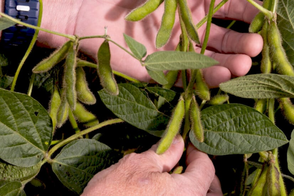 Президент Трамп на заході з фермерами